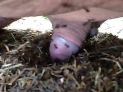 Ants bdsm Ants bdsm