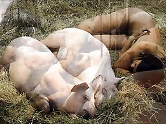 Videoclip - Disliker Pigs