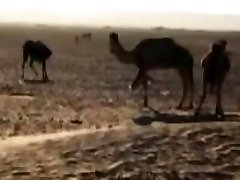 arabian desert camps ptTwo