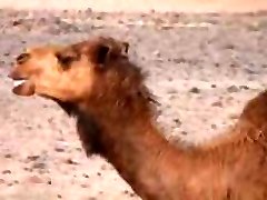 arabian desert camps pt1 arabian desert camps pt1