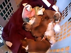 Incredible pornstars Jennifer Luv, Paige Turner and Gia Paloma in webcam hd boots ten little piggies movie