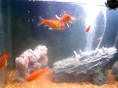 my baby turtles swimming in fish beem tube xxx maria ozawa with goldfish