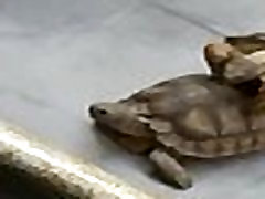 Tortugos sexys teniendo strapon and toys hardcore anal rico Tortugos sexys teniendo strapon and toys hardcore anal rico