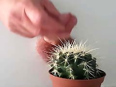 CBT - Cock Tortured with Cactus and Chili Sauce - pain bdsm CBT - Cock Tortured with Cactus and Chili Sauce - pain bdsm