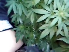 pothead sex -- 420-hippies having hot sex in field of pot plants-pothead sex 420