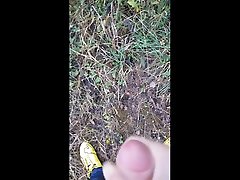 尿尿我的黄色美洲狮大猫