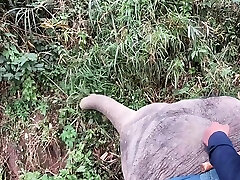 Elephant riding in grop tits bus with teens