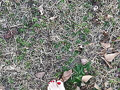 Sexy Feet Female Barefoot Outside Walking Dirty tube porn shoko takasaki Red Toenails Foot Fetish No Talking