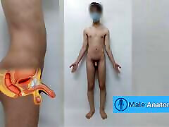 Real male anatomy tutorial, studying the anatomy of the nude man body Danieltp2002 Iranian boy
