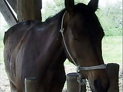 Storie Italiane di Puledre e Stalloni - Scene 1
