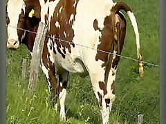 Der Sadisten-Zirkel 11 (Full Movie)