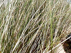 Suddenly a Stranger sneaks up and starts Caressing my hairy Fuckbox on the Beach