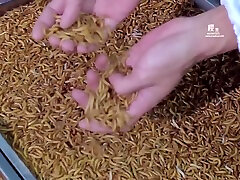 chinesische knechtschaft