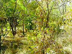 Lady Alice compilation 09 endless wild passion mesmerize version View originals by subscription 4K UHD 60 FPS HDR