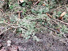Red czech parties 001 part2 in public