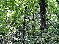 Mommy is doing well in forest