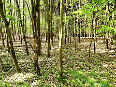 Ass, pussy waxman sex tits whipping in the woods
