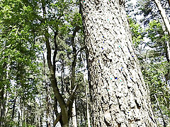 Mesmeriza 23 01 Mov Cinema Clip