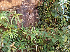 Furry handjob, naughty bear outdoors in nature