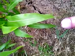 Sprayed Corn - gespritzer Mais