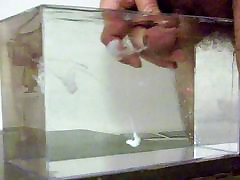 cum in water, in a container like a small aquarium - 02