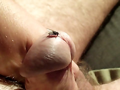 divertimento con la mosca 16 video HD