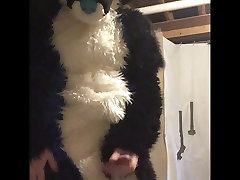 First fullsuit paw
