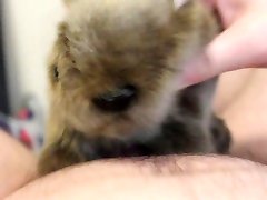 closeup koala anak uph2 cum