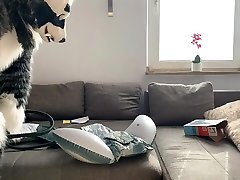 dolphin playtime