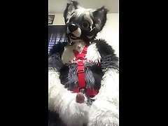 one pent up wolf