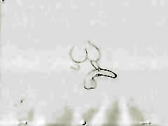 Animation Test