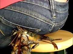 Lobster cum leckag