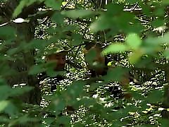 Captured in the forest
