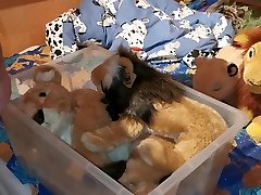 lions pee piss two sucking boobs