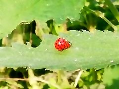 fucking Ladybugs