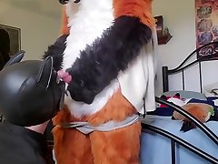 pup sucks fox cock, gets facial