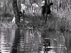 Pond Life