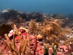 scuba sex